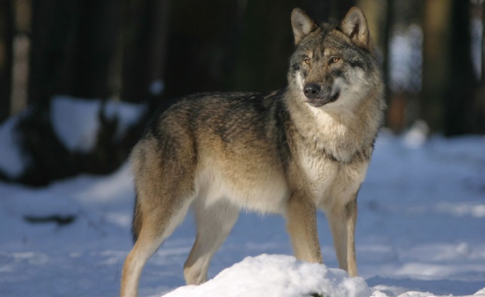 Latest News » Wolves of Willoughby Chase - Character Work